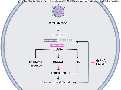 Nonsense-mediated decay controls a negative feedback loop in innate immune sensing
