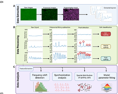 Harnessing NCX-IP3R-dependent Calcium Oscillations to Regulate Angiogenic Signaling in Endothelial Cells