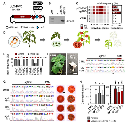 RNA virus-mediated gene editing for tomato trait breeding