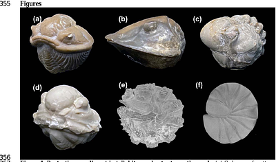 Convergent evolution of ventral adaptations for enrollment in trilobites and extant euarthropods