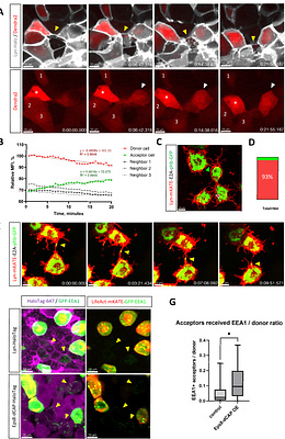 Tunneling nanotubes enable intercellular transfer in zebrafish embryos