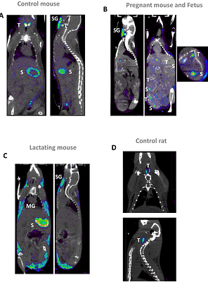 New insights into iodide metabolism based on preclinical models: impact on radiotherapy efficacy and protection against radioactive iodine exposure.