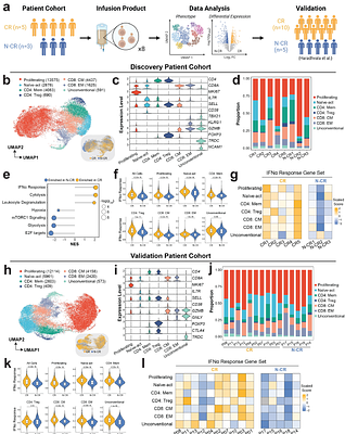 Low-Strength Type I Interferon Signaling Promotes CAR T-Cell Treatment Efficacy