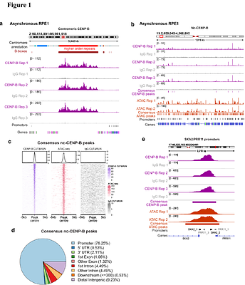 CENP-B binds hairpin motifs in chromosome arms influencing gene expression