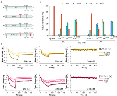 Biochemical engineering of 5hmdC-DNA using a Tet3 double-mutant