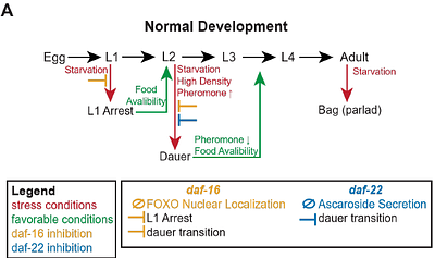 Diapause and Developmental Arrest as Drivers of Population Resilience Through Stress