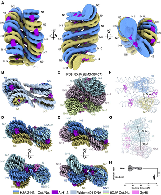 A lateral linker histone binding mode scaffolds dinucleosome stacking in chromatin fibers