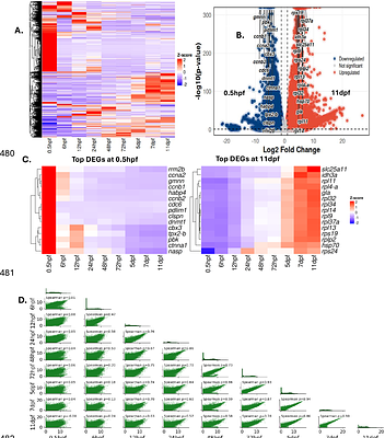 Title: A de novo transcriptomic atlas of early embryo development in the Arabian killifish