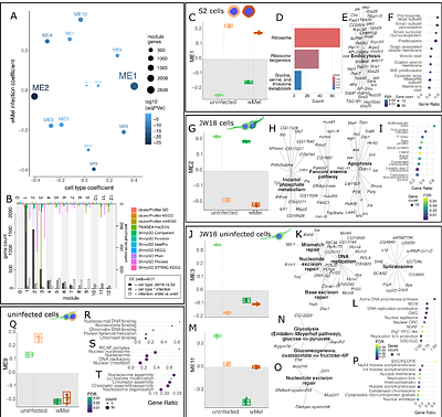 Wolbachia induces host cell identity changes and determines symbiotic fate in Drosophila