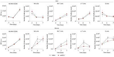 Engineered Amphiregulin Promotes Tissue Healing via Dual Regenerative and Immunomodulatory Functions in Tissue-Resident Non-Immune Cells