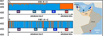 Socotra Cormorants in the Arabian Gulf represent a large, but isolated population with low genetic diversity