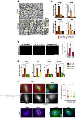 Spatial control of mitochondrial retrograde signaling by nuclear pore-associated contact sites