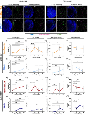 Dietary Interventions Modulate Cell Competition and Locomotor Decline in an Alzheimer's Disease Drosophila Model