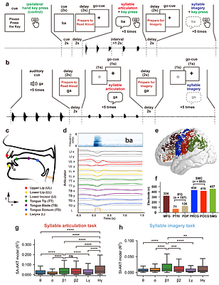 Neural hierarchy for coding articulatory dynamics in speech imagery and production