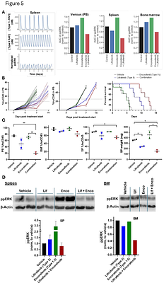 A structure-based modelling approach identifies effective drug combinations for RAS-mutant acute myeloid leukemia