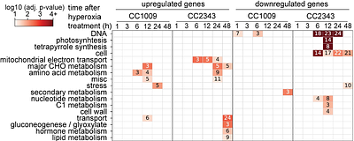 Natural genetic variation reveals divergent transcriptomic responses to hyperoxia in two Chlamydomonas reinhardtii ecotypes