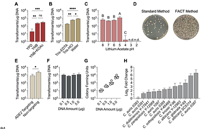 Cellular Stress Tolerance Governs Genetic Transformability in Recalcitrant Candida Species