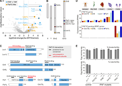A germline PAF1 paralog complex ensures cell type-specific gene expression