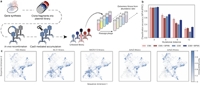 Multiobjective learning and design of bacteriophage specificity