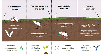 From individuals to ecosystems: carrion beetle responses to heatwaves impact nutrient cycling