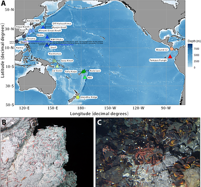 Widespread symbiosis of ciliate epibionts colonizing gills of shrimps inhabiting vents and seeps across the Pacific Ocean