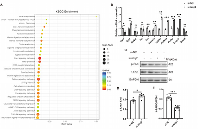 Ninjurin2 Regulates Vascular Smooth Muscle Cell Phenotypic Switching and Vascular Remodeling through Interacting with PDGF Receptor-β