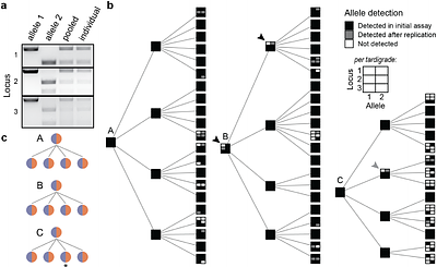 Modified meiosis in the tardigrade Hypsibius exemplaris maintains heterozygosity across the genome