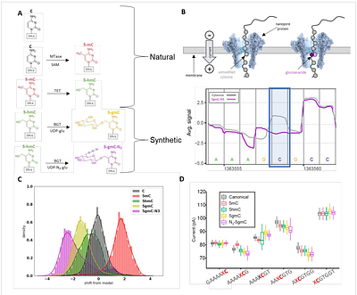 Write and read: Harnessing Synthetic DNA Modifications for Nanopore Sequencing.