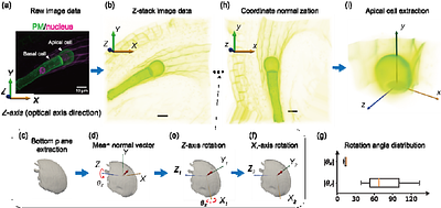 Apical3DTip: Elliptic Cross-section-based Reconstruction for the Embryo Initial Cell of Arabidopsis