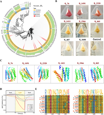 ProteinSage: From implicit learning to explicit structural constraints for efficient protein language modeling