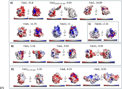 Comprehensive study on ferredoxin isoforms in the cyanobacterium Synechocystis sp. PCC 6803
