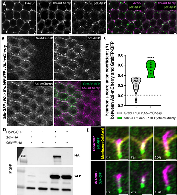 Tricellular junction recruitment of the Wave regulatory complex by Sidekick and Lar induces protrusive activity resolving cell intercalation