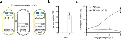 Continuous site-directed mutagenesis and selection in Escherichia coli