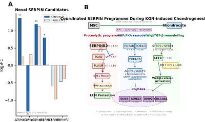 Cross-Platform Transcriptomic Validation Identifies SERPINB2 as a Robust Chondrogenic Biomarker and Reveals Coordinated SERPIN Network Activation During Cartilage Lineage Commitment