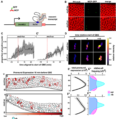Positional cues, not Notch, direct Neuroblast selection during early neurogenesis in the Drosophila embryo