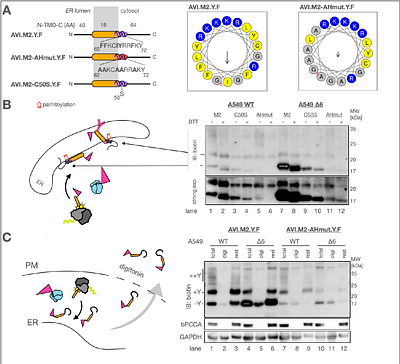 Membrane association prevents premature degradation and mitigates inefficient biogenesis of suboptimal membrane proteins