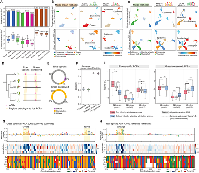 Sequence-based modeling of plant epigenomes reveals cell-type-specific cis-regulatory grammar