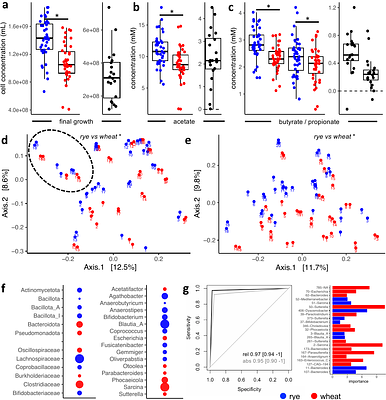 Uncovering differences in rye and wheat degradation by human gut microbiota applying a quantitative multi-metaOmics in vitro approach