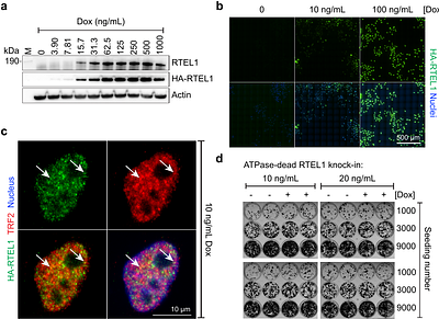 Impaired synthesis of both telomere strands and adaptive TERT reduction in RTEL1 ATPase-dead cells