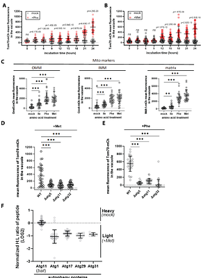 Methionine-triggered growth arrest reveals activation of Gcn2 by methionine transporter endocytosis