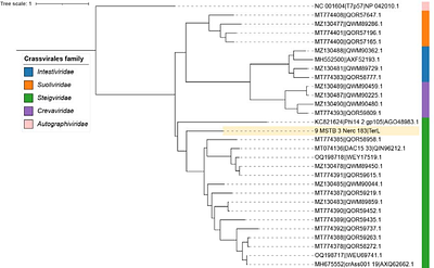 Who Infects Whom? Exploiting Bacterial Minicells for Targeted Virome Enrichment and Phage-Host Interaction Analysis through an Integrated Metagenomic Approach