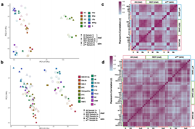 Dichotomous transcriptome divergence at the cell-type level between the Drosophila male and female germlines