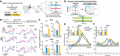 Neural signatures of stress susceptibility and resilience in the amygdala-hippocampal network