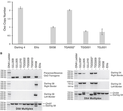 Speed breeding transgenic American chestnut trees toward restoration