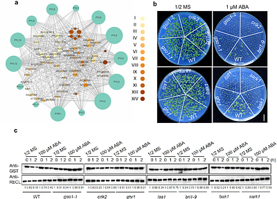 Opposing regulatory logics converge on ABA receptors to govern the trade-off between growth and drought acclimation
