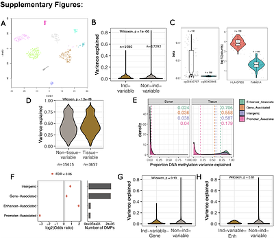 The impact of sex, age, and genetic ancestry on DNA methylation across tissues