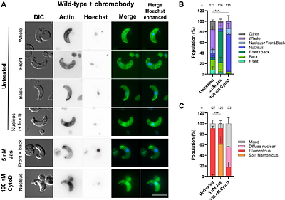 Actin-related protein Alp1 governs malaria parasite motility and transmission