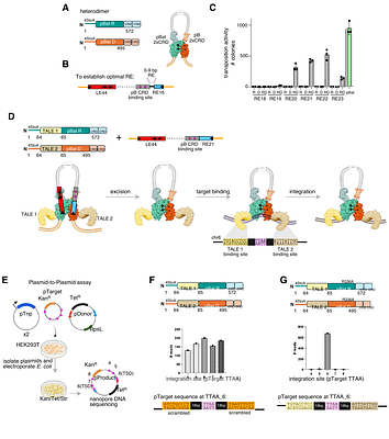Structure-based recasting of a mammalian DNA transpososomeas an obligate heterodimer
