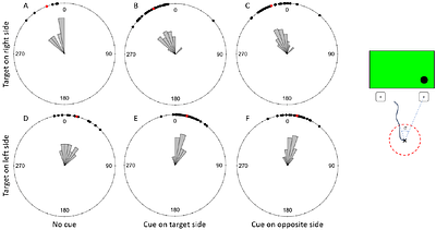 Testing bottom-up cuing effects on target detection and discrimination in Bumblebees