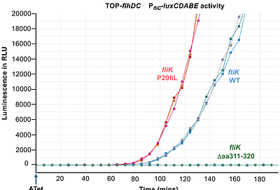 Active removal of inhibitory components drives the flagellarType III Secretion Specificity Switch